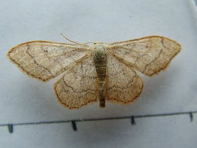 Riband Wave